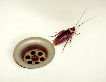 cockroach pest