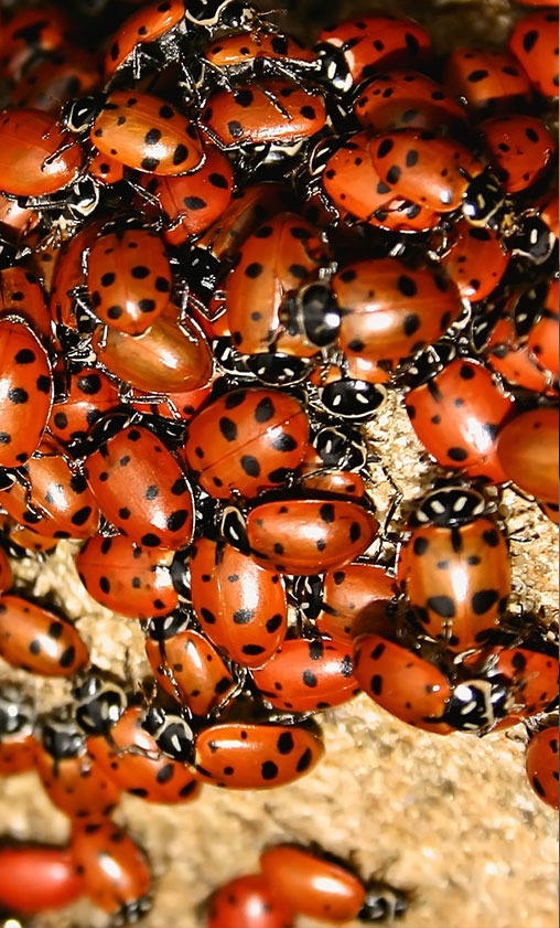 ladybug pest